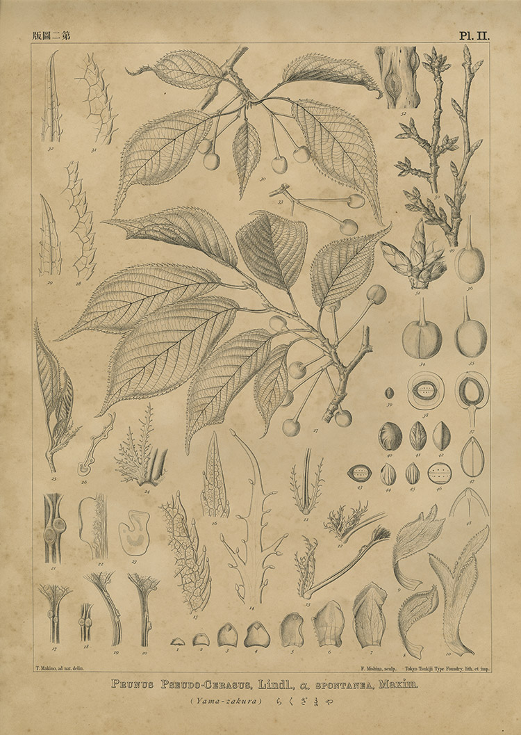 ヤマザクラ『大日本植物志』第2図版(1900年)　練馬区蔵